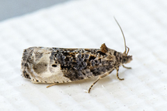 Marbled Orchard Tortrix (Hedya nubiferana)