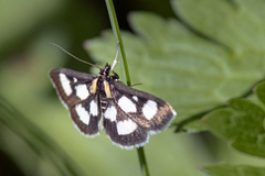 Gullrisengmott (Anania funebris)