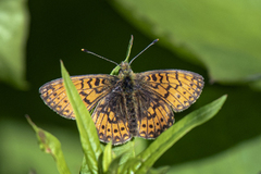 Small Pearl-bordered Fritillary (Boloria selene)