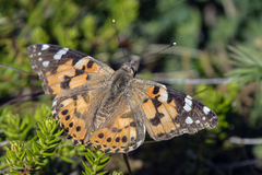 Painted Lady (Vanessa cardui)