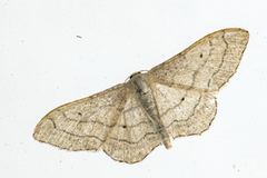 Vinkelengmåler (Idaea aversata)