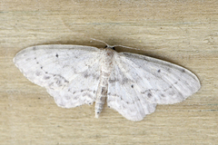 Flekkengmåler (Idaea dimidiata)