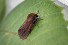 Ruby Tiger (Phragmatobia fuliginosa)