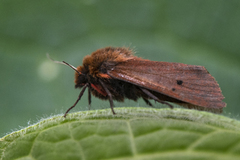 Ruby Tiger (Phragmatobia fuliginosa)