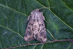 Blekt stengelfly (Luperina testacea)