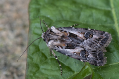 Archer's Dart (Agrotis vestigialis)
