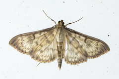 Mother of Pearl (Patania ruralis)