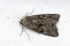 Rødlig strandengfly (Litoligia literosa)