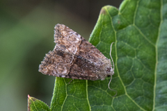 Spinkelt engfly (Mesoligia furuncula)