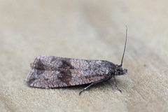Barred Marble (Celypha striana)