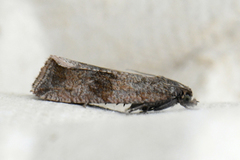 Barred Marble (Celypha striana)