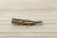Barred Grass-veneer (Agriphila inquinatella)