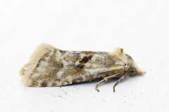 Kentish Conch (Cochylimorpha alternana)