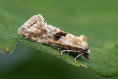 Kentish Conch (Cochylimorpha alternana)