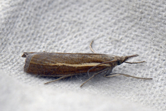 Okernebbmott (Agriphila tristella)