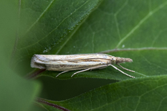 Common Grass-veneer (Agriphila tristella)