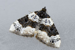 Øyemåler (Cosmorhoe ocellata)