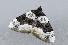 Purple Bar (Cosmorhoe ocellata)