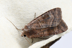 Dotted Clay (Xestia baja)