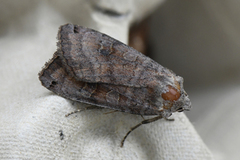 Dotted Clay (Xestia baja)