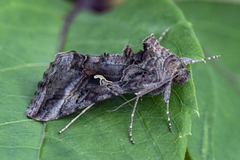 Silver Y (Autographa gamma)