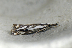 Chequered Grass-veneer (Catoptria falsella)