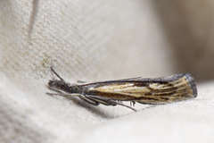 Barred Grass-veneer (Agriphila inquinatella)