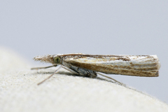 Barred Grass-veneer (Agriphila inquinatella)