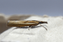 Common Grass-veneer (Agriphila tristella)