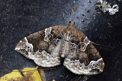 The Phoenix (Eulithis prunata)