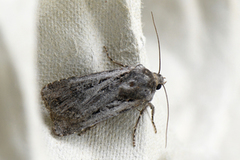 Gråbrunt sandjordfly (Euxoa tritici)