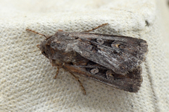White-line Dart (Euxoa tritici)