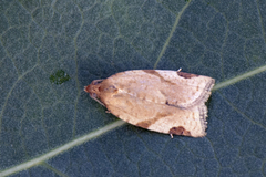 Gul båndvikler (Paramesia gnomana)