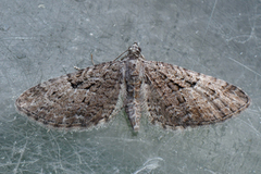 Augustdvergmåler (Eupithecia pusillata)