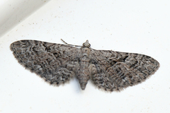 Augustdvergmåler (Eupithecia pusillata)