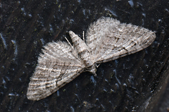 Augustdvergmåler (Eupithecia pusillata)