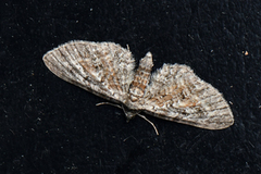 Rustdvergmåler (Eupithecia icterata)