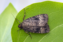 Rødt pyramidefly (Amphipyra pyramidea)