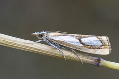 Toflekket nebbmott (Catoptria pinella)