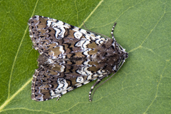 Cameo (Crypsedra gemmea)