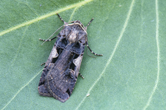 Setaceous Hebrew Character (Xestia c-nigrum)