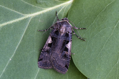 Setaceous Hebrew Character (Xestia c-nigrum)