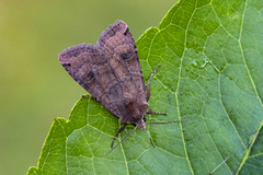Dotted Clay (Xestia baja)