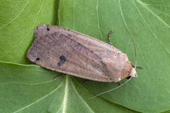 Large Yellow Underwing (Noctua pronuba)