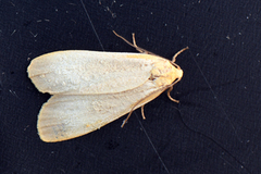 Buff Footman (Eilema depressa)