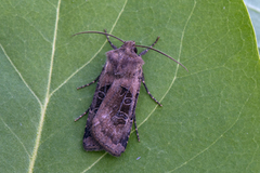 Kobberfly (Chersotis cuprea)