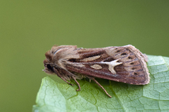 Gressmarkfly (Cerapteryx graminis)