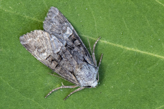 Rotstrekvierfly (Brachylomia viminalis)