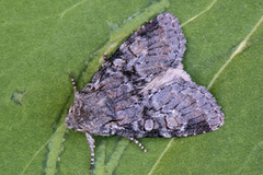 Minor Shoulder-knot (Brachylomia viminalis)
