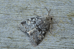 Rotstrekvierfly (Brachylomia viminalis)